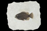 Fossil Fish (Cockerellites) - Wyoming #158583-1